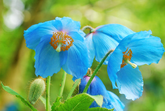 10 Blue Himalayan Poppy (Meconopsis Betonicifolia) Seeds