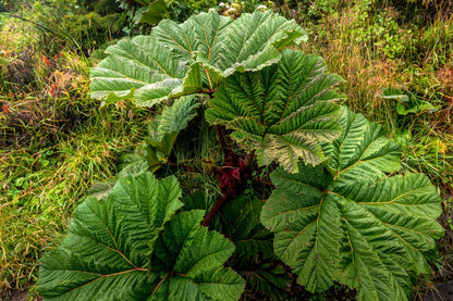 Giant Rhubarb (Gunnera insignis) Seeds – 10 ct