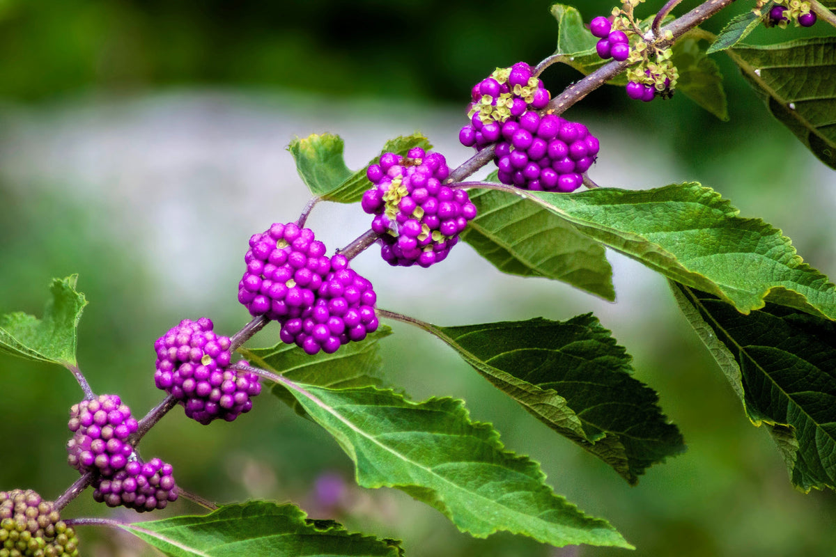 American Beautyberry (Callicarpa americana) Seeds – 40 ct