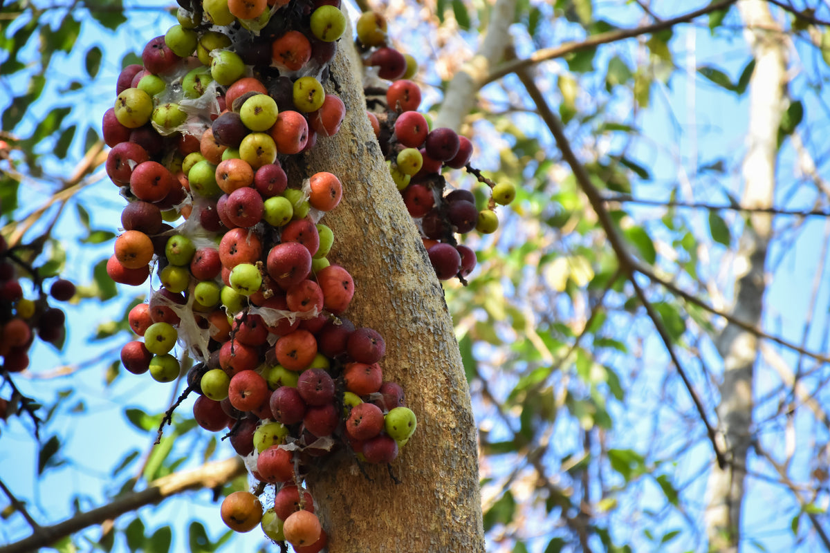 30 CLUSTER FIG Ficus Racemosa Red River Indian Guilar Tree Houseplant Seeds