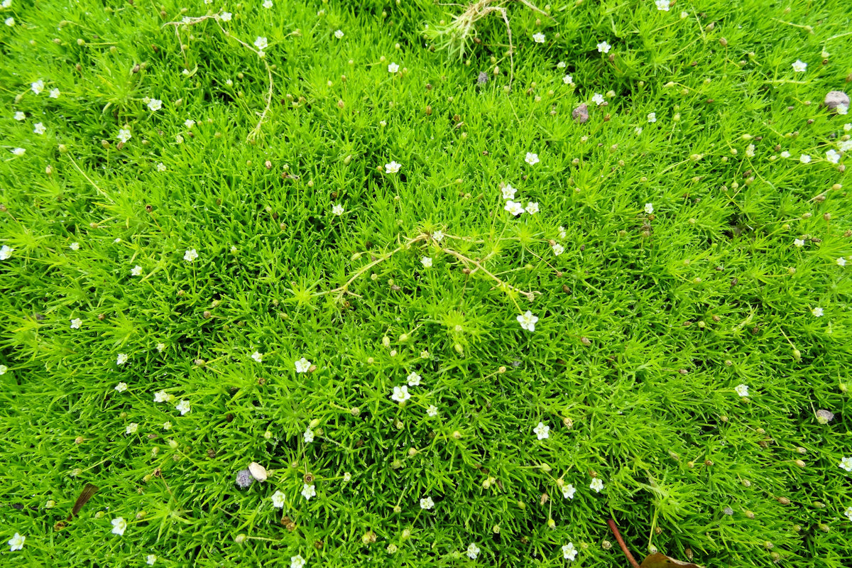 Irish Moss (Sagina subulata) Seeds – 50 ct