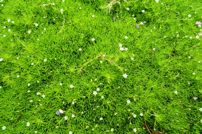 Irish Moss (Sagina subulata) Seeds – 50 ct