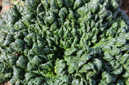 Bloomsdale Spinach (Spinacia oleracea) Seeds – 1,500 ct