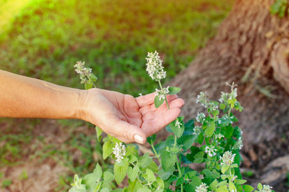 200 Lemony Catnip (Nepeta Cataria Citriodora) Seeds