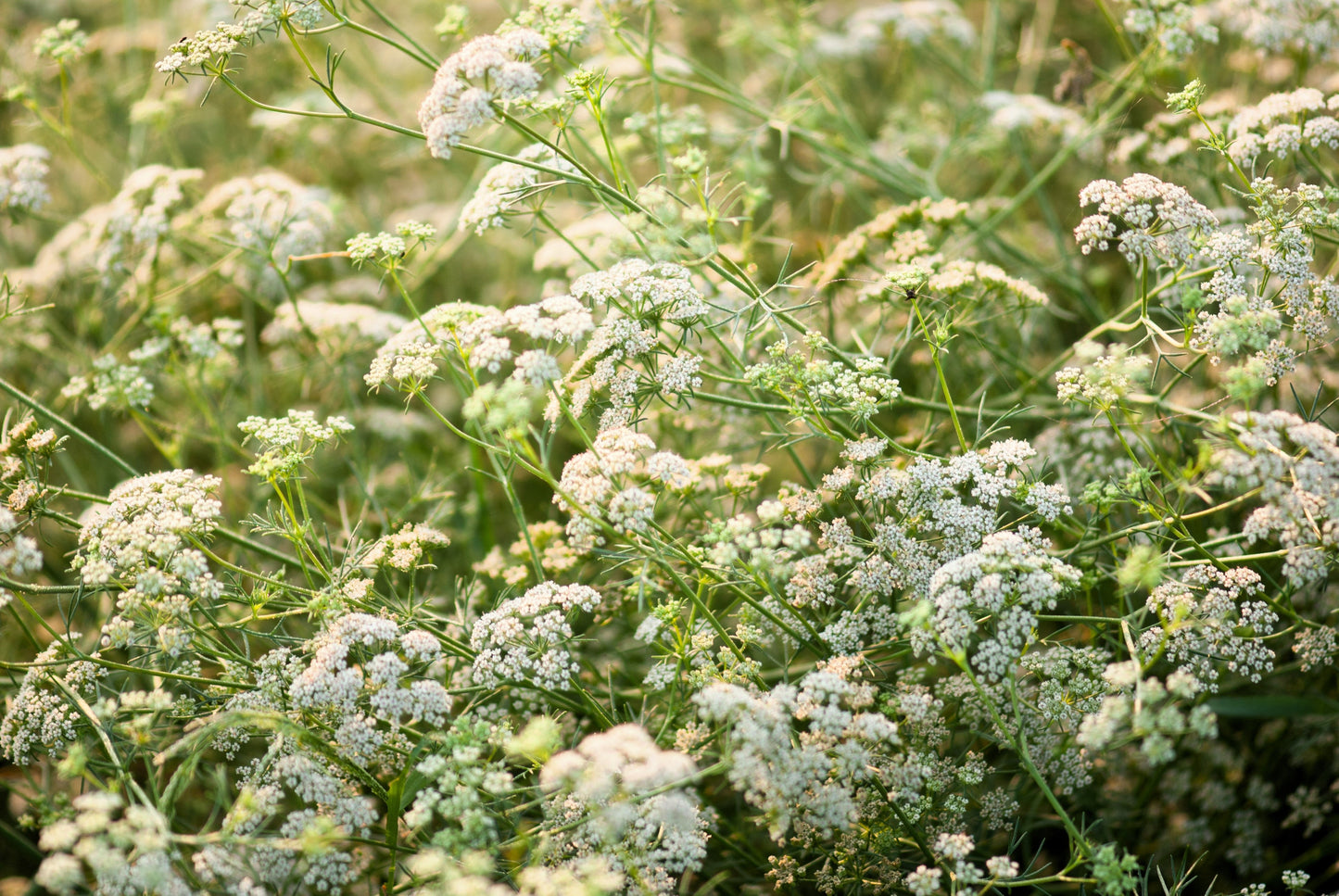 500 Organic Cumin (Cuminum Cyminum) Seeds