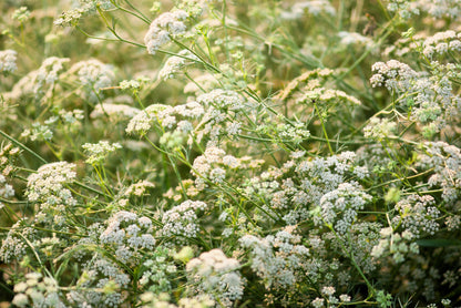 500 Organic Cumin (Cuminum Cyminum) Seeds