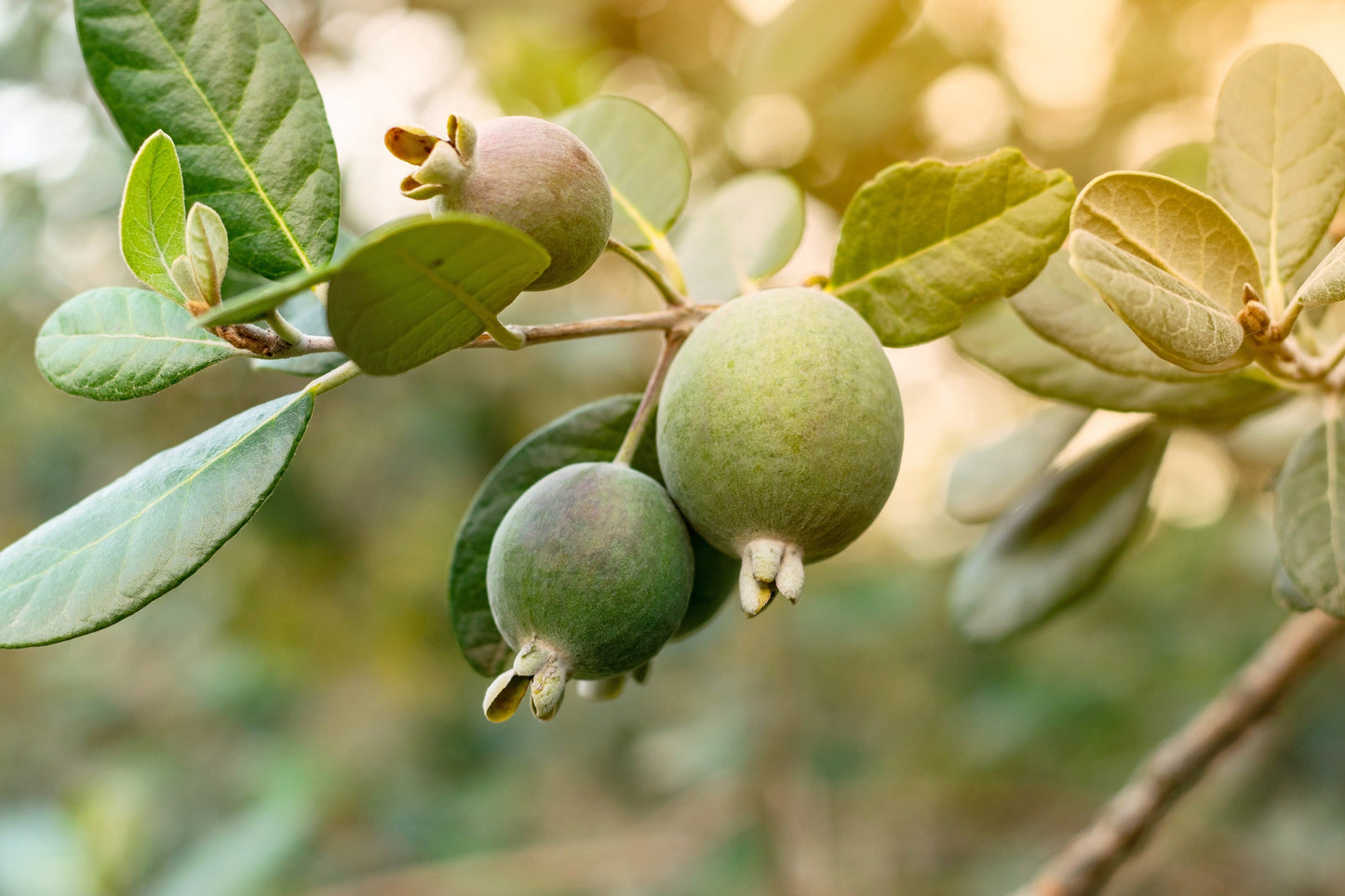 10 Pineapple Guava (Acca Guavasteen) Seeds