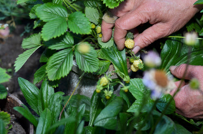 20 Pineapple Crush Strawberry (Fragaria Vesca) Seeds