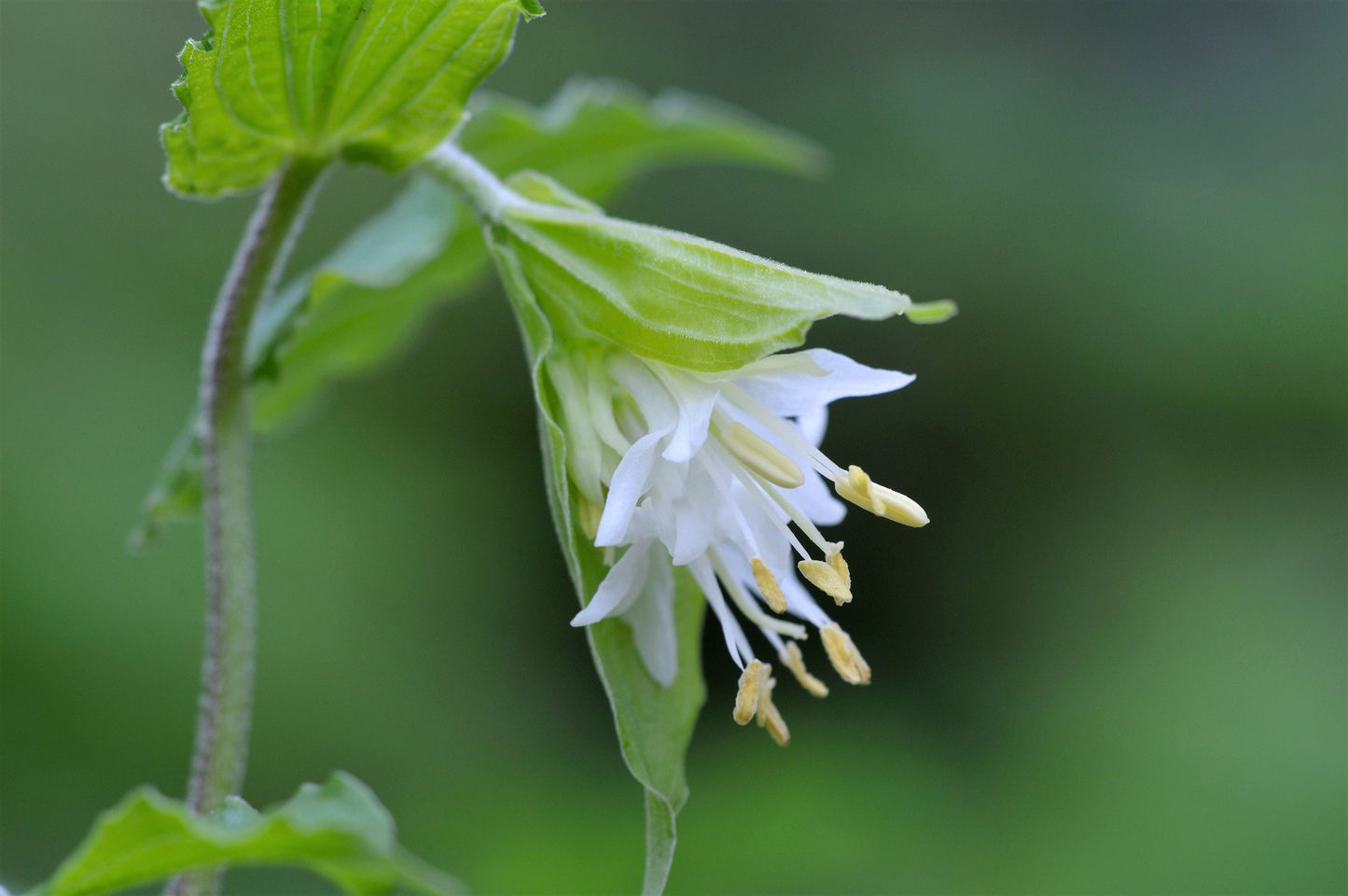 10 Hookers Fairybells (Prosartes Disporum Hookeri) Seeds