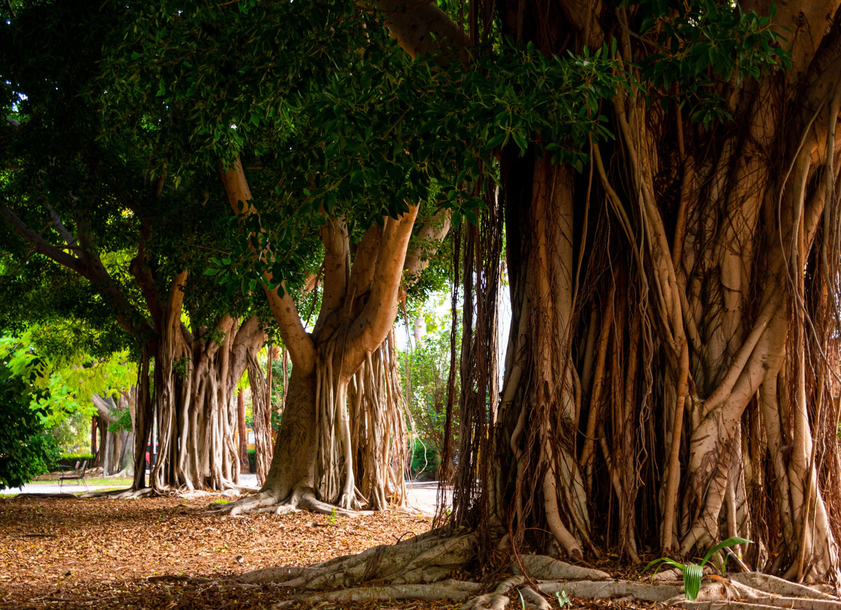 Banyan Fig (Ficus benghalensis) Seeds – 50 ct