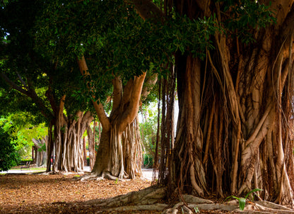 Banyan Fig (Ficus benghalensis) Seeds – 50 ct