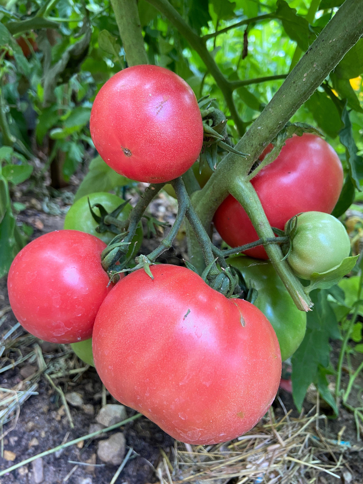 Giant Belgian Pink Tomato (Solanum lycopersicum) Seeds – 50 ct