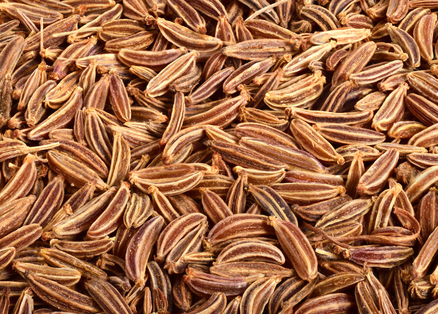 400 Caraway (Carum Carvi) Seeds