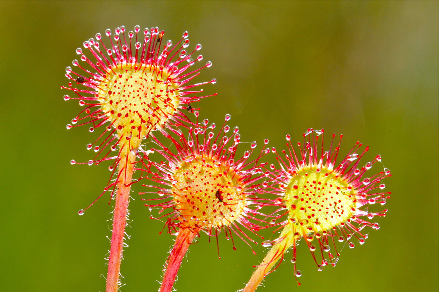 10 Carnivorous Sundew Plant (Drosera) Seeds