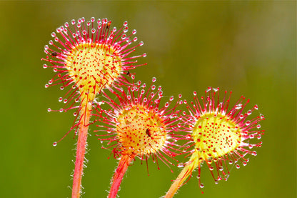 10 Carnivorous Sundew Plant (Drosera) Seeds