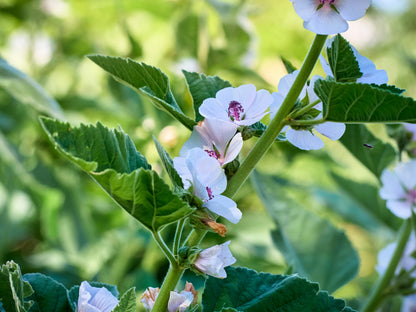 White Marsh Mallow (Althaea officinalis) Seeds – 50 ct