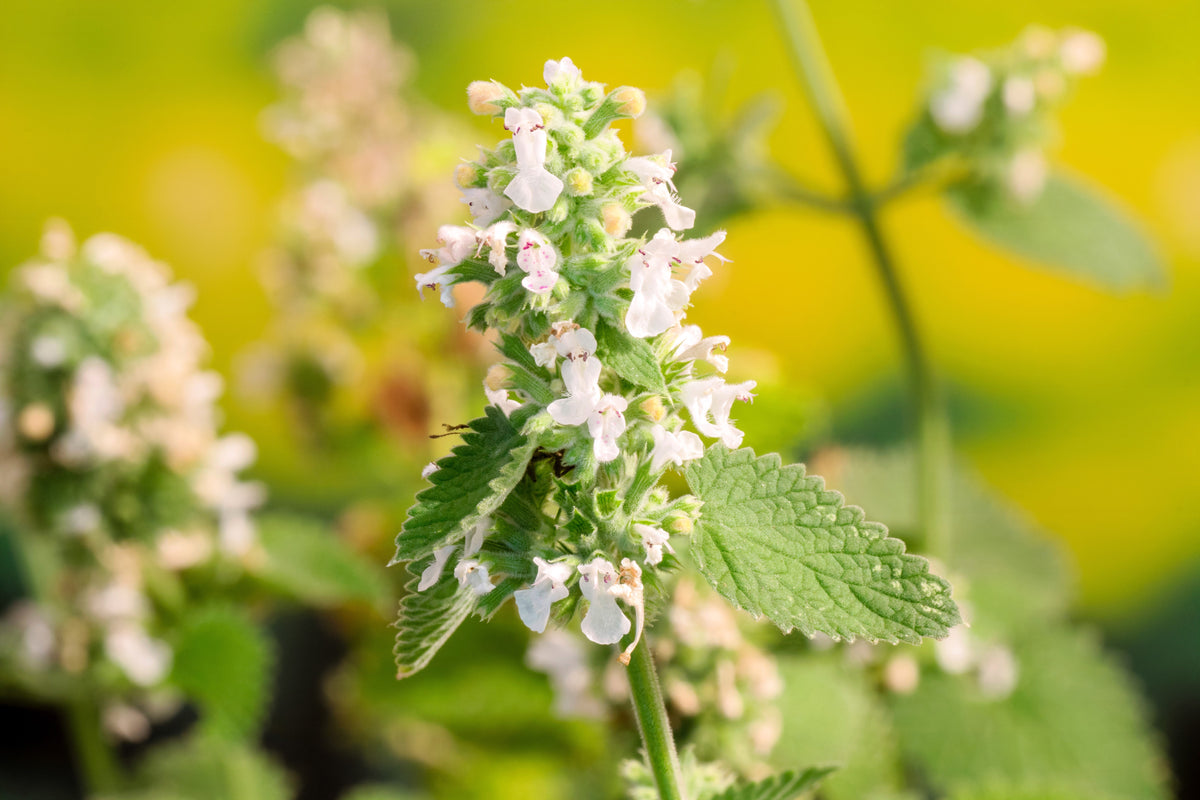 1000 HEIRLOOM CATNIP Nepeta Cataria Herb Flower Seeds