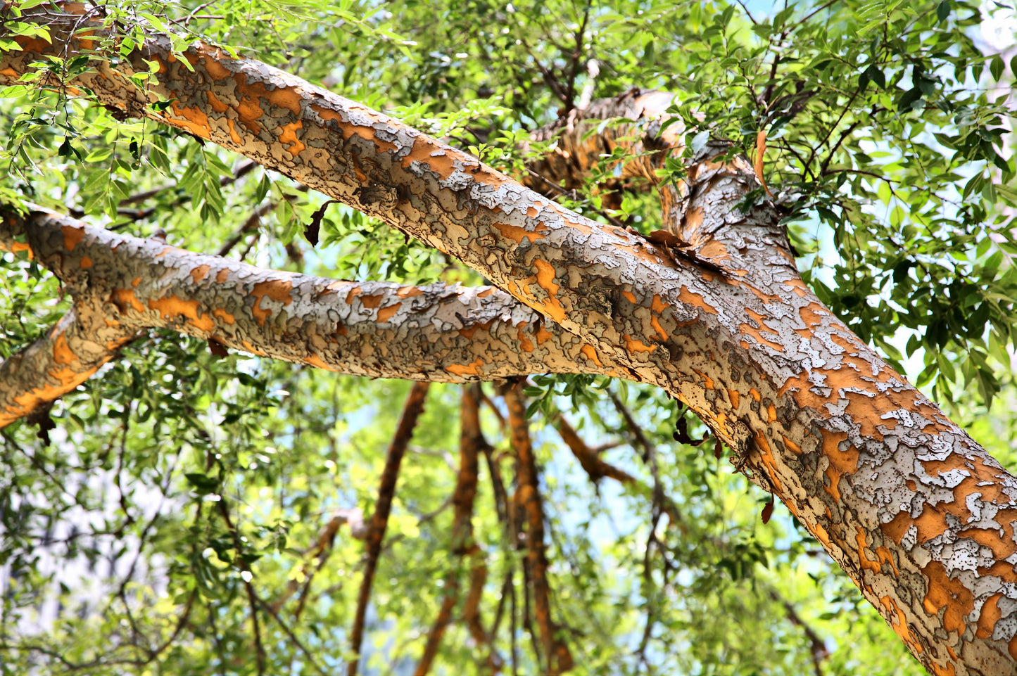 50 Chinese Elm Tree (Ulmus Parvifolia) Seeds