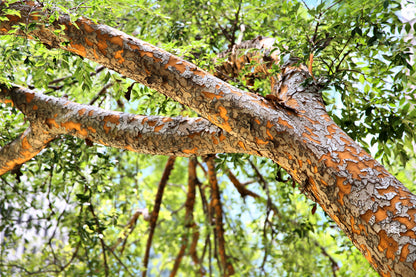50 Chinese Elm Tree (Ulmus Parvifolia) Seeds