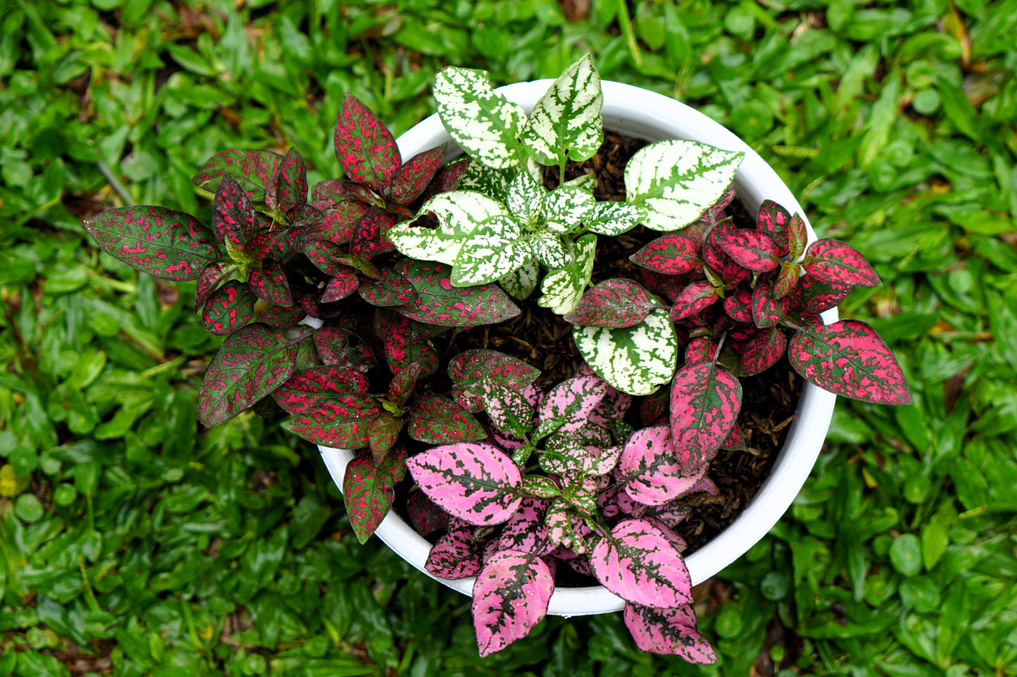 10 Polka Dot Plant (Hypoestes Phyllostachya) Seeds