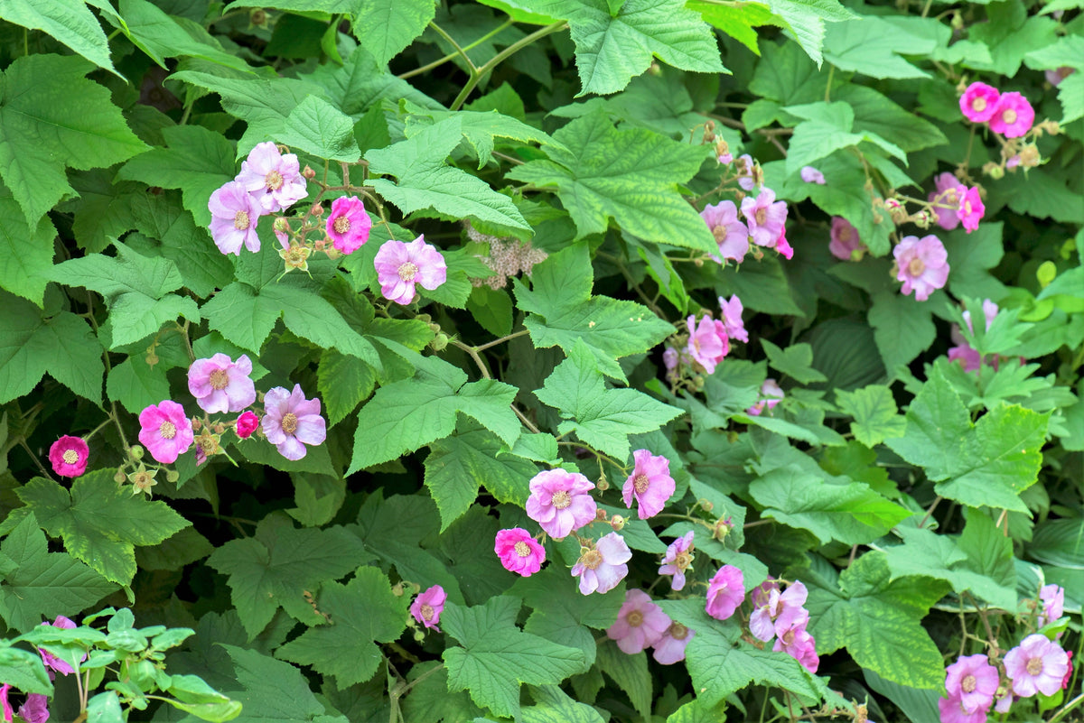 Purple Flowering Raspberry (Rubus odoratus) Seeds – 20 ct