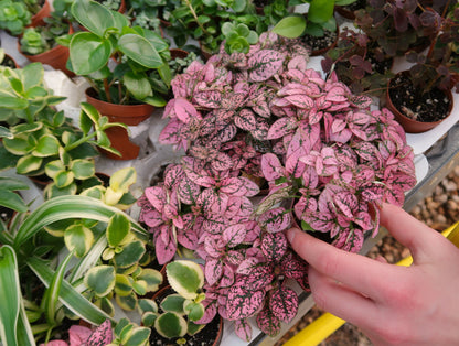 Pink Splash Select Polka Dot Plant (Hypoestes phyllostachya) Seeds – 10 ct