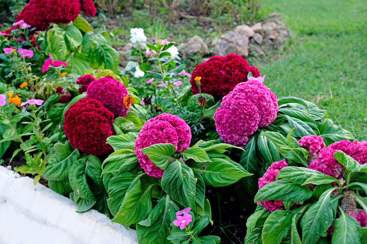 Coral Gardens Mix Celosia (Celosia argentea var. cristata) Seeds – 100 ct