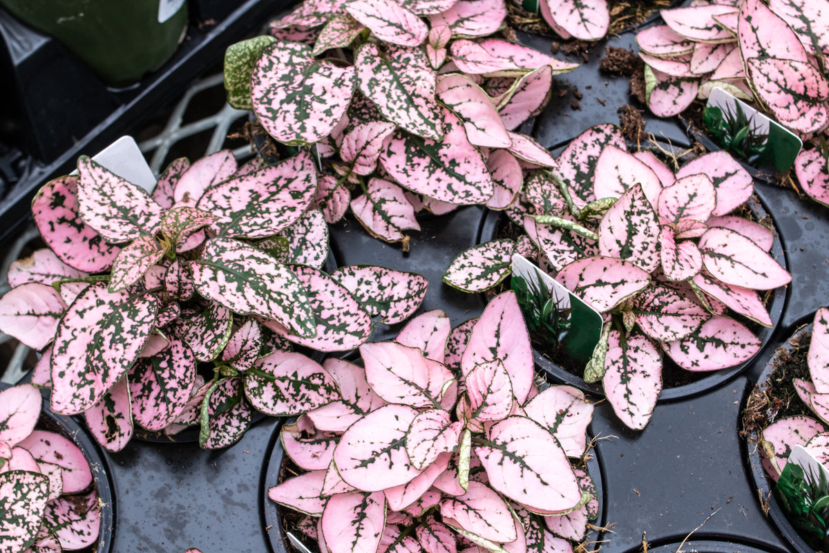 Pink Splash Select Polka Dot Plant (Hypoestes phyllostachya) Seeds – 10 ct