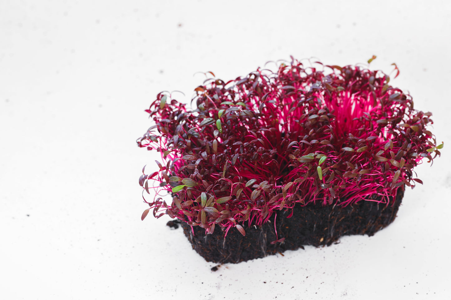 500 Red Garnet Amaranth (Amaranthus Tricolor) Seeds