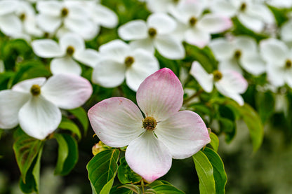 20 Himalayan Dogwood (Cornus Capitata) Seeds