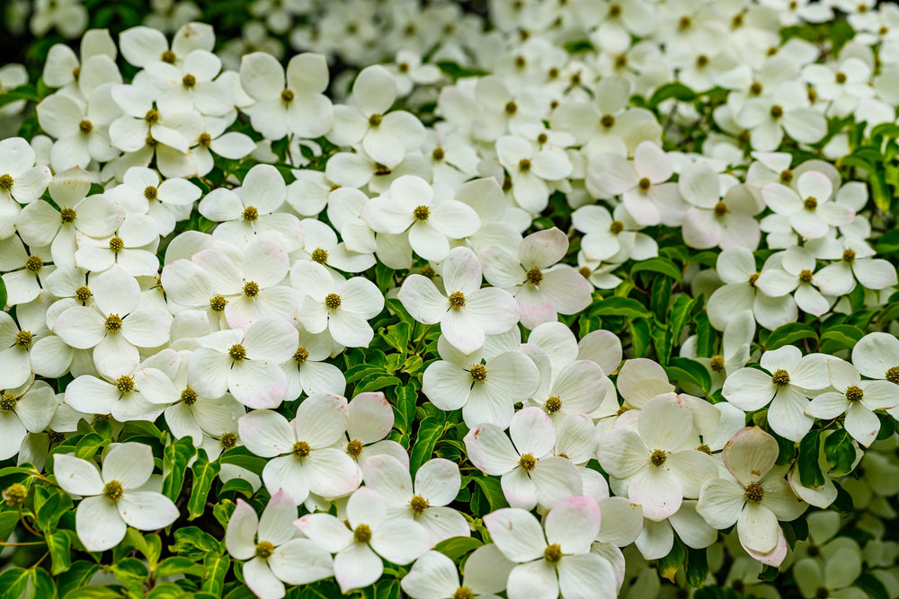 20 Himalayan Dogwood (Cornus Capitata) Seeds