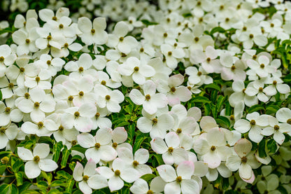 20 Himalayan Dogwood (Cornus Capitata) Seeds