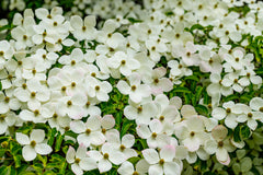 20 Himalayan Dogwood (Cornus Capitata) Seeds