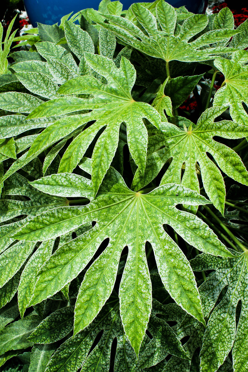 10 Japanese Fatsi (Fatsia Aralia Japonica) Seeds