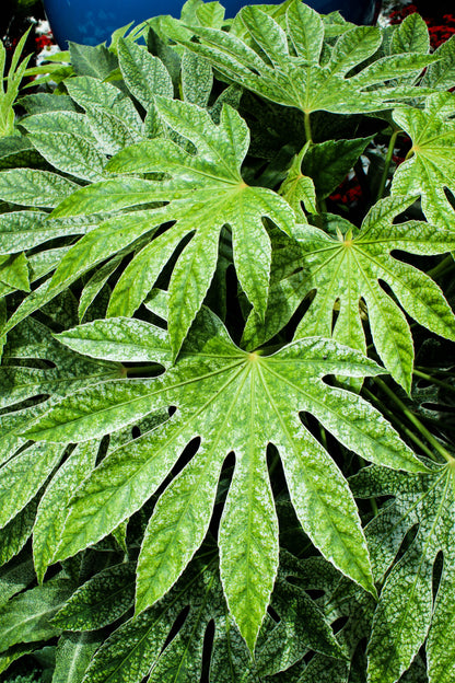 10 Japanese Fatsi (Fatsia Aralia Japonica) Seeds