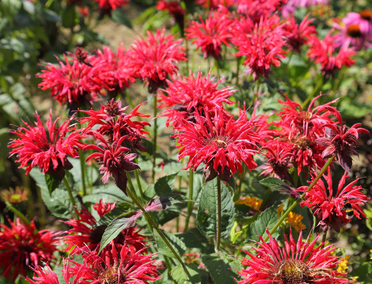 10 Panorama Red Bee Balm (Monarda Didyma) Seeds