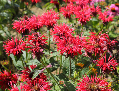 10 Panorama Red Bee Balm (Monarda Didyma) Seeds