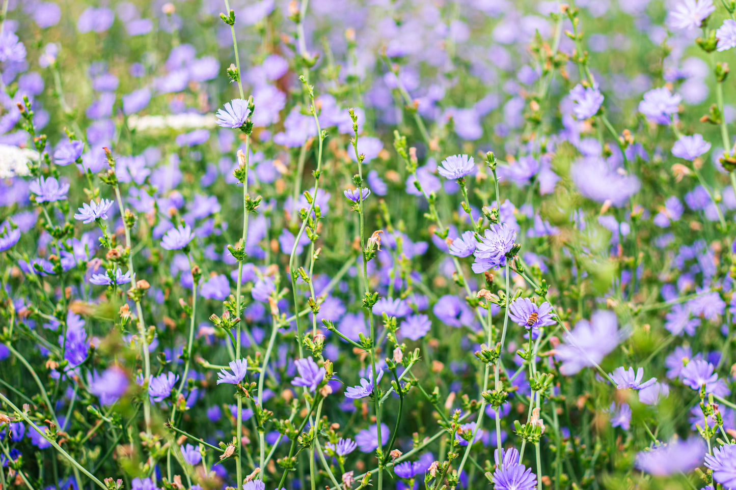 1000 Chicory (Chicorium Cicorium Intybus) Seeds