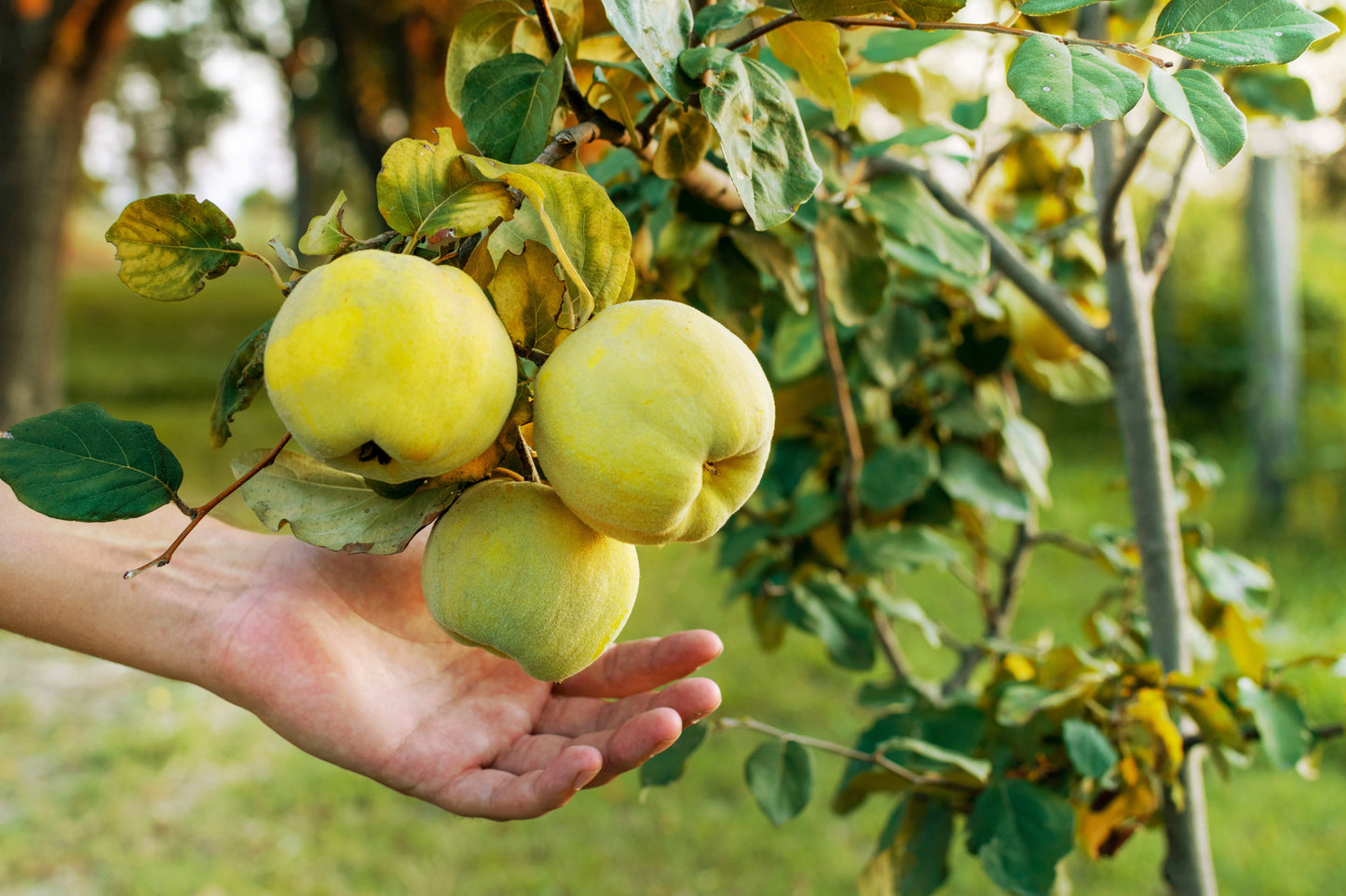 20 Common Culinary Quince (Cydonia Oblonga) Seeds