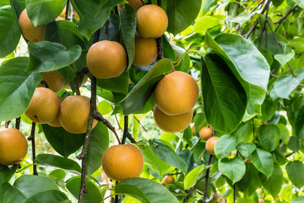 Asian Pear (Pyrus pyrifolia) Seeds – 20 ct