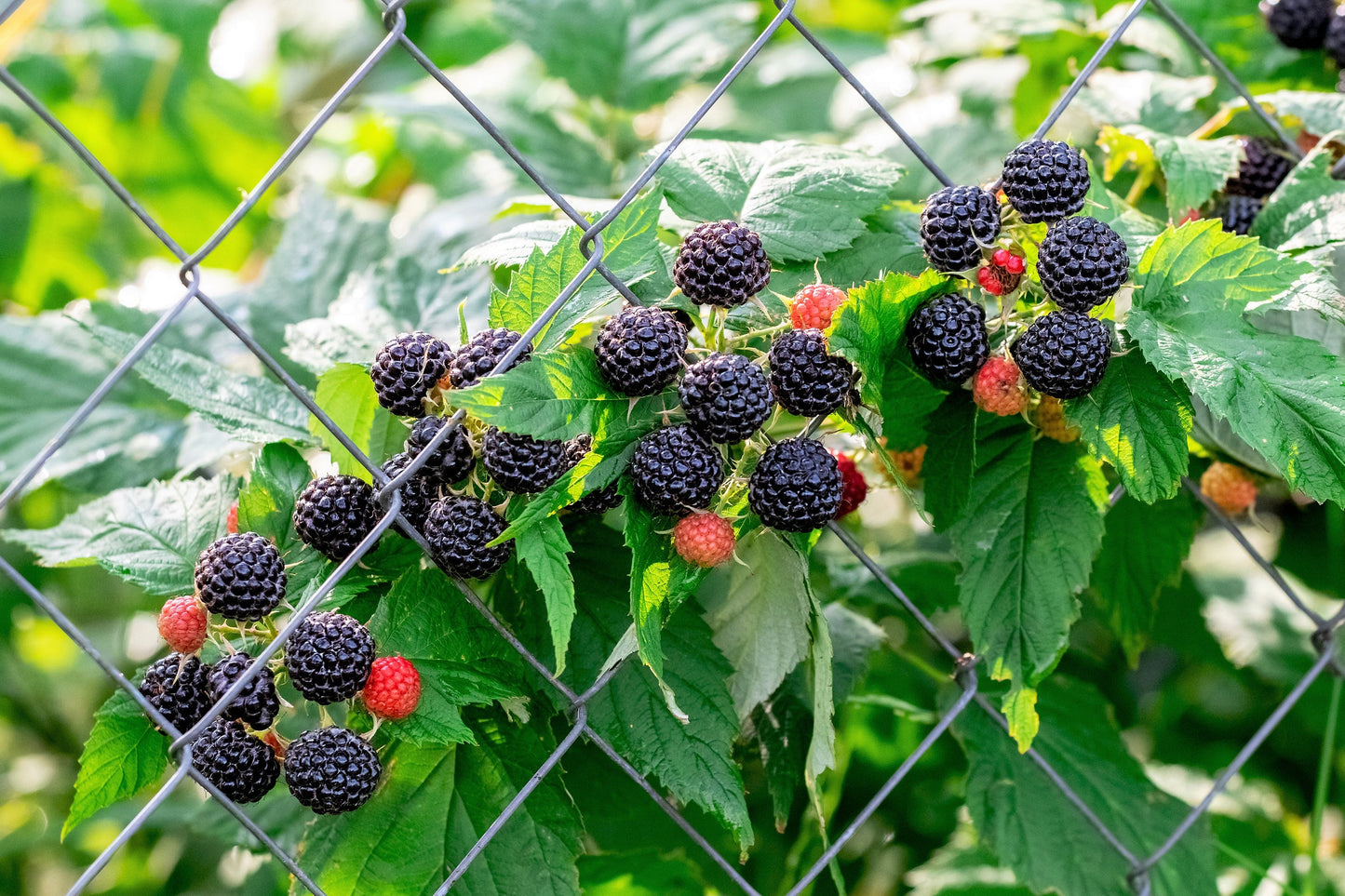 50 Black Raspberry (Rubus Leucodermis) Seeds