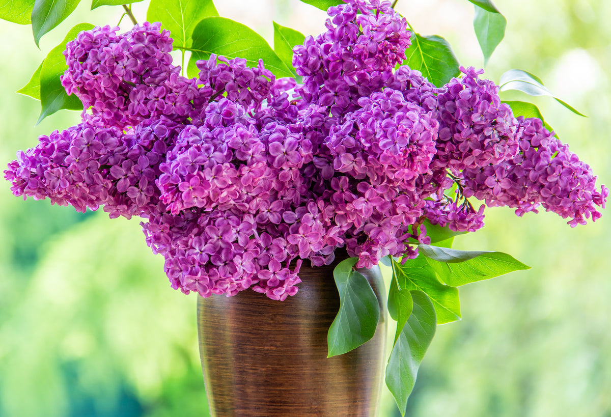 25 French Lilac (Syringa Vulgaris) Seeds