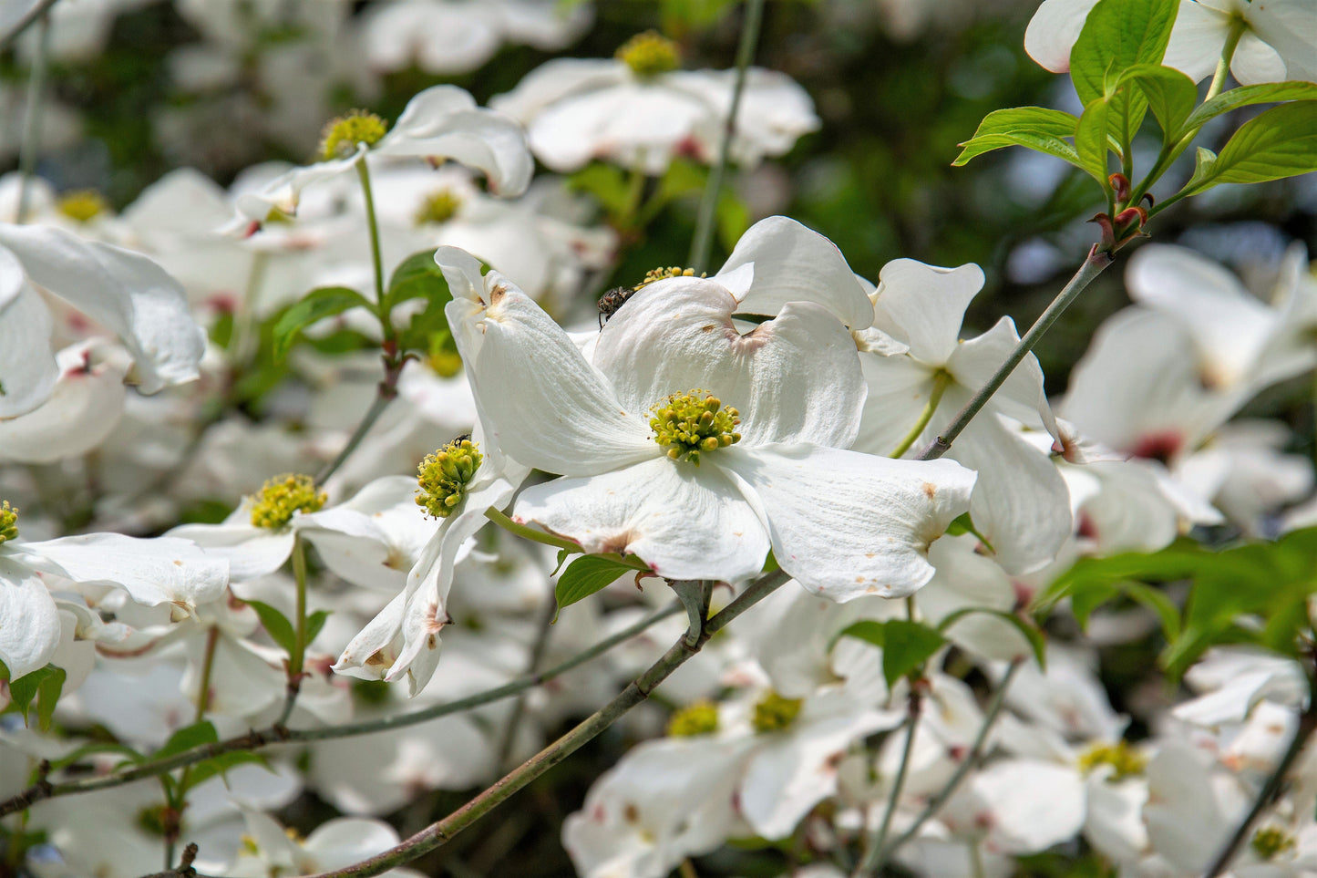 10 White Flowering Dogwood (Cornus Florida) Seeds