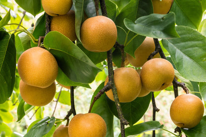 Asian Pear (Pyrus pyrifolia) Seeds – 20 ct