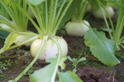 300 White Egg Turnip (Brassica Rapa) Seeds