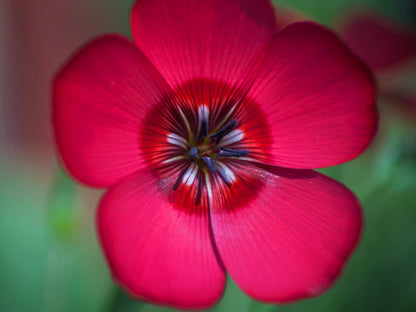 500 Red Scarlet Flax (Linum Grandiflorum Rubrum) Seeds