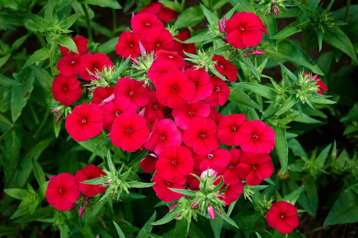 800 Red Drummond Phlox (Phlox Drummondii) Seeds