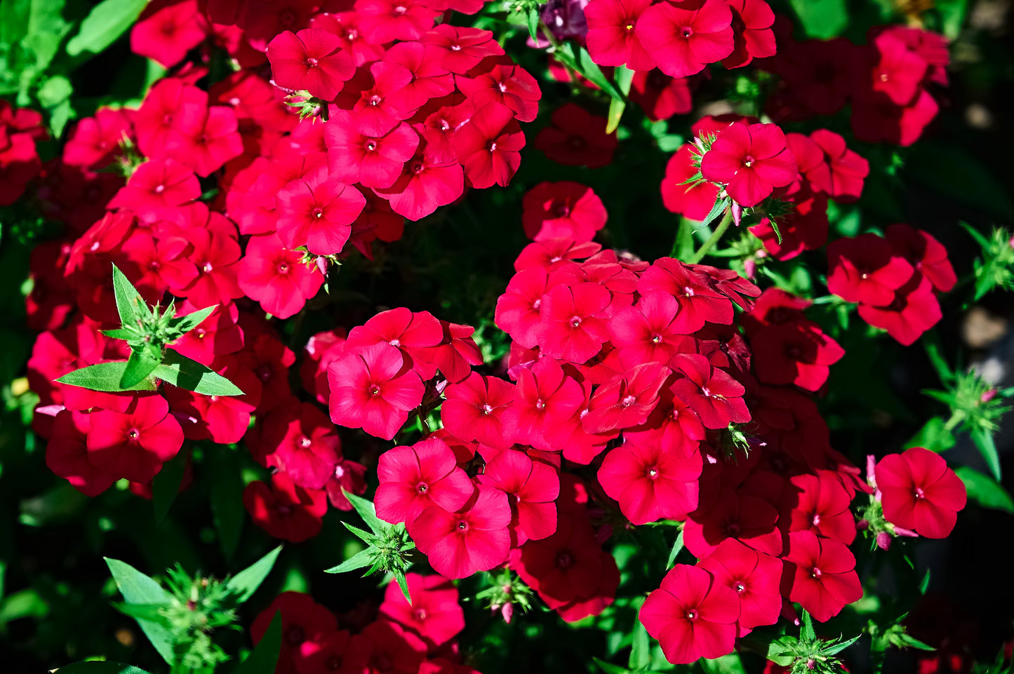 800 Red Drummond Phlox (Phlox Drummondii) Seeds