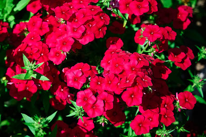 800 Red Drummond Phlox (Phlox Drummondii) Seeds