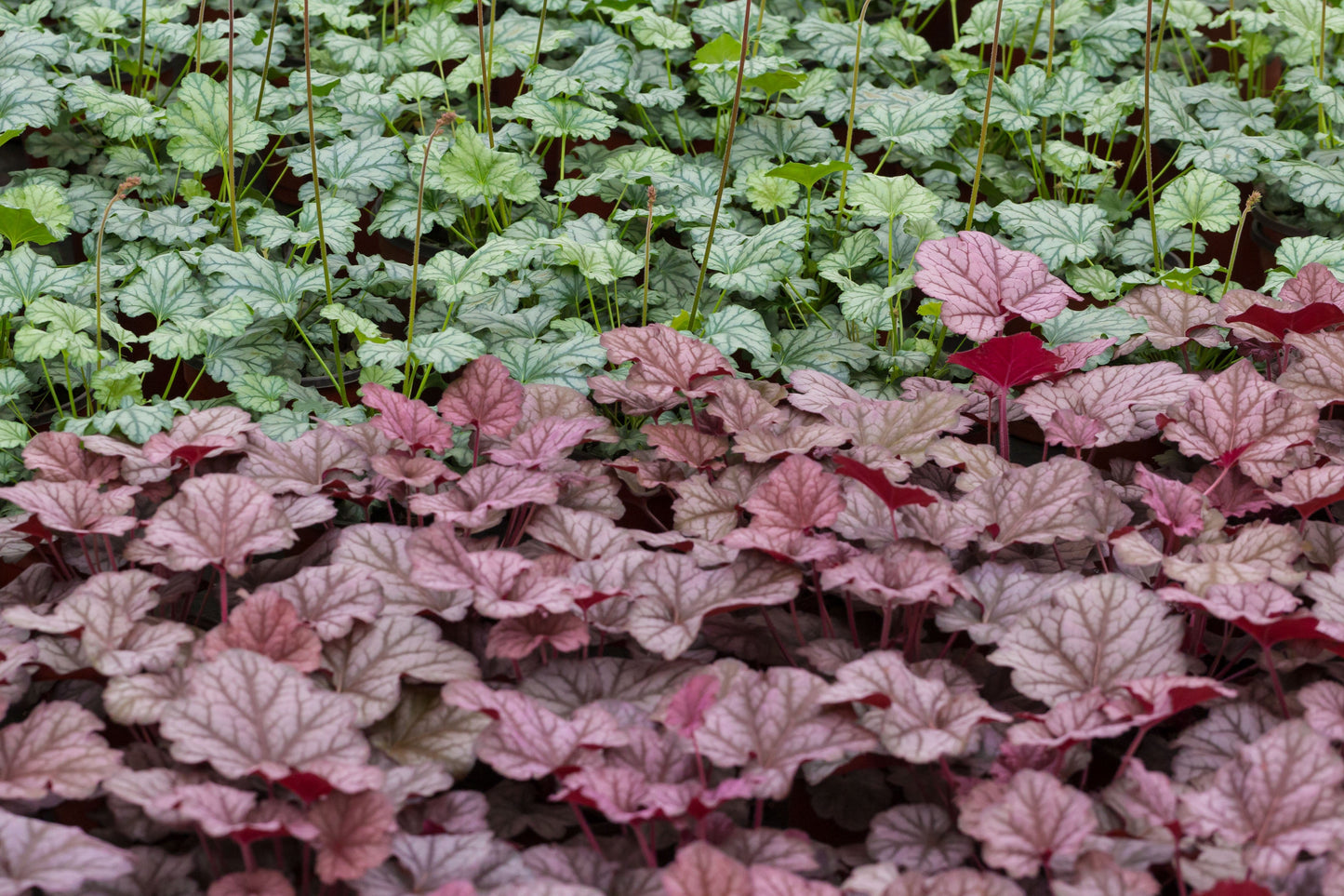 50 Palace Purple Heuchera (Heuchera Micrantha) Seeds